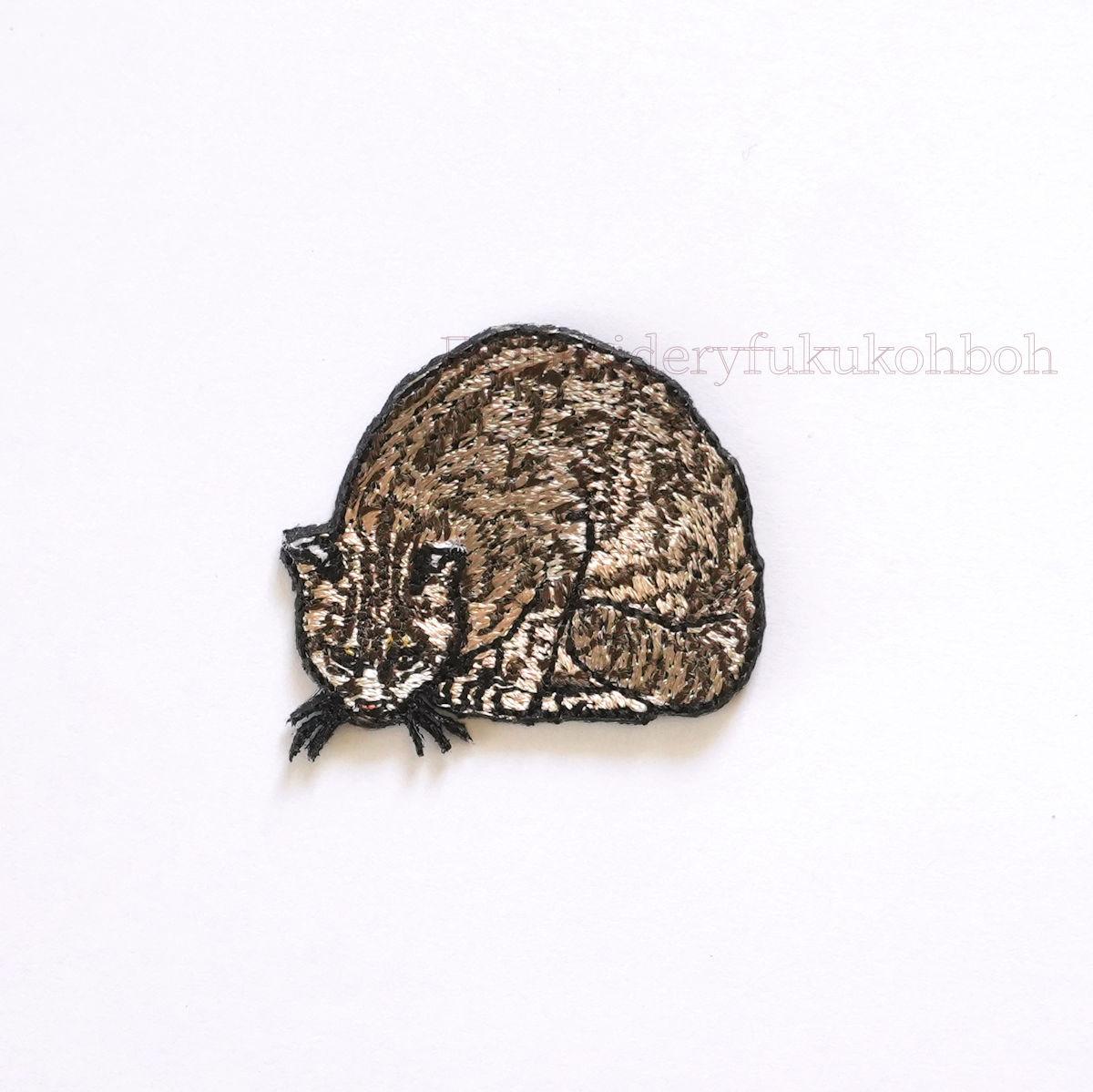 ツシマヤマネコ　天然記念物　絶滅危惧種1枚目の画像