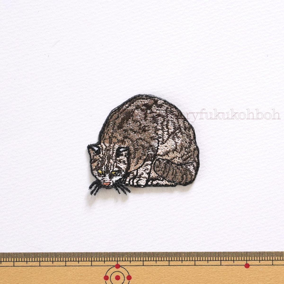 ツシマヤマネコ　大　天然記念物　絶滅危惧種 | 2枚目